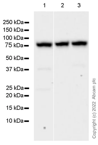 Western blot - Anti-BTK antibody [EPR20445] - BSA and Azide free (AB227812)