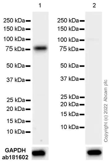 Western blot - Anti-BTK antibody [EPR20445] - BSA and Azide free (AB227812)