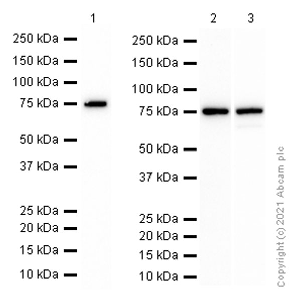 Western blot - Anti-BTK antibody [Y440] - BSA and Azide free (AB247268), expandable thumbnail