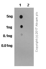 Anti-BTK (phospho Y223) antibody [EP420Y]