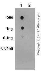 Dot Blot - Anti-BTK (phospho Y223) antibody [EP420Y] (AB68217)