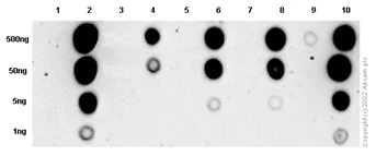 Dot Blot - Anti-BTK (phospho Y551) antibody [EP267Y] (AB40770)