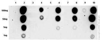 Dot Blot - Anti-BTK (phospho Y551) antibody [EP267Y] - BSA and Azide free (AB247285), expandable thumbnail