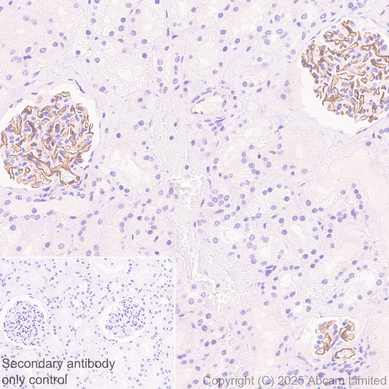 Immunohistochemistry (Formalin/PFA-fixed paraffin-embedded sections) - Anti-BTLN9 antibody [EPR30751-624] (AB325500)