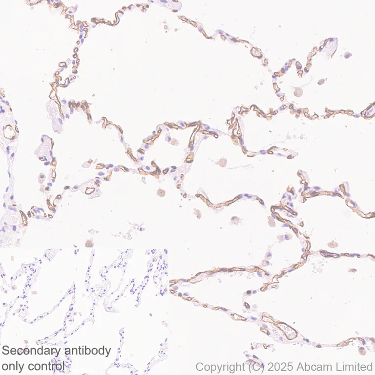 Immunohistochemistry (Formalin/PFA-fixed paraffin-embedded sections) - Anti-BTLN9 antibody [EPR30751-624] (AB325500)