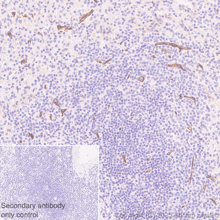 Immunohistochemistry (Formalin/PFA-fixed paraffin-embedded sections) - Anti-BTLN9 antibody [EPR30751-624] (AB325500)