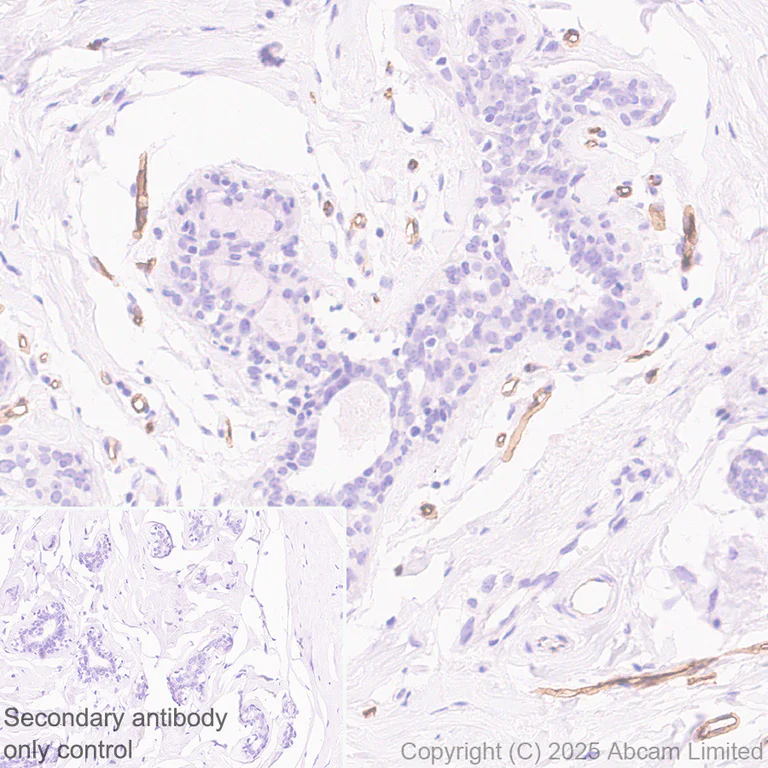 Immunohistochemistry (Formalin/PFA-fixed paraffin-embedded sections) - Anti-BTLN9 antibody [EPR30751-624] (AB325500)