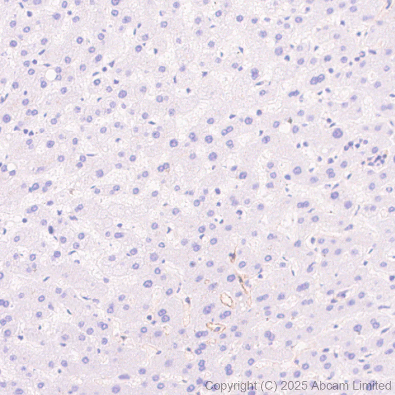Immunohistochemistry (Formalin/PFA-fixed paraffin-embedded sections) - Anti-BTLN9 antibody [EPR30751-624] (AB325500)