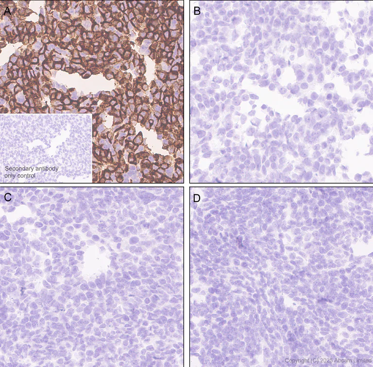 Immunohistochemistry (Formalin/PFA-fixed paraffin-embedded sections) - Anti-BTLN9 antibody [EPR30751-624] (AB325500)