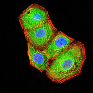 Immunocytochemistry/ Immunofluorescence - Anti-BTN2A2/BTF2 antibody [4B11C8] (AB233752)