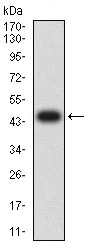 Western blot - Anti-BTN2A2/BTF2 antibody [4B11C8] (AB233752)