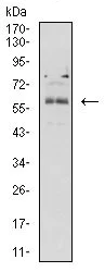 Western blot - Anti-BTN2A2/BTF2 antibody [4B11C8] (AB233752)