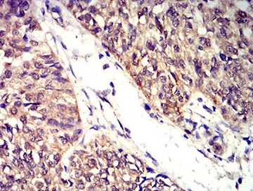 Immunohistochemistry (Formalin/PFA-fixed paraffin-embedded sections) - Anti-BTN2A2/BTF2 antibody [6C7D2] (AB233763)