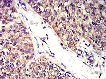 Immunohistochemistry (Formalin/PFA-fixed paraffin-embedded sections) - Anti-BTN2A2/BTF2 antibody [6C7D2] (AB233763)