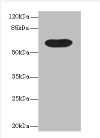 Western blot - Anti-BTN3A1 antibody (AB236289)