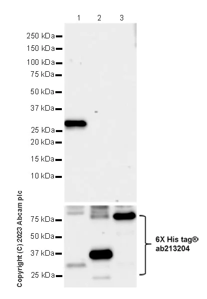 Western blot - Anti-BTN3A1 antibody [EPR28070-15] (AB315804)
