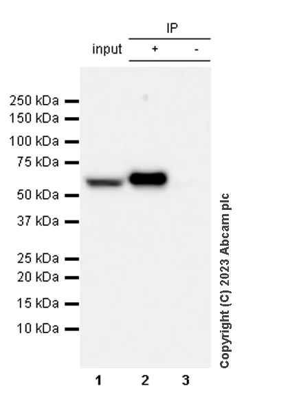 Immunoprecipitation - Anti-BTN3A1 antibody [EPR28070-15] - BSA and Azide free (AB315805)