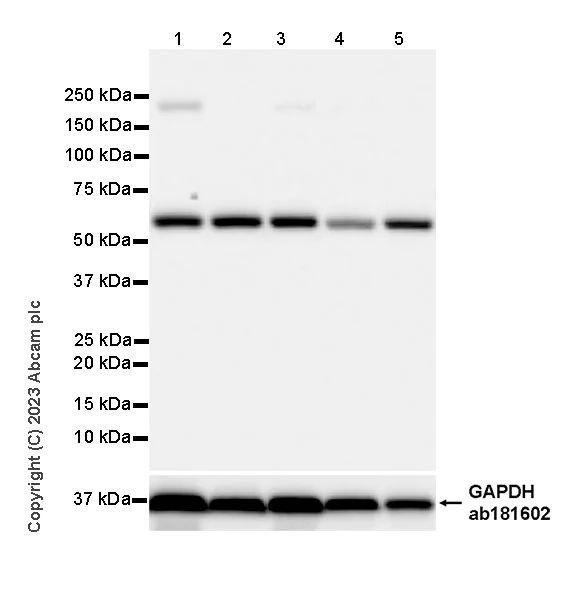 Western blot - Anti-BTN3A1 antibody [EPR28070-15] - BSA and Azide free (AB315805)