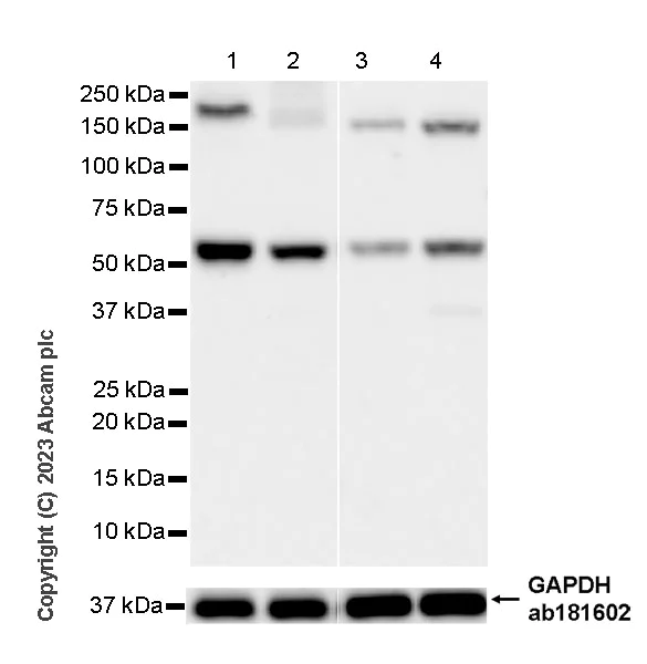 Western blot - Anti-BTN3A1 antibody [EPR28070-15] - BSA and Azide free (AB315805)