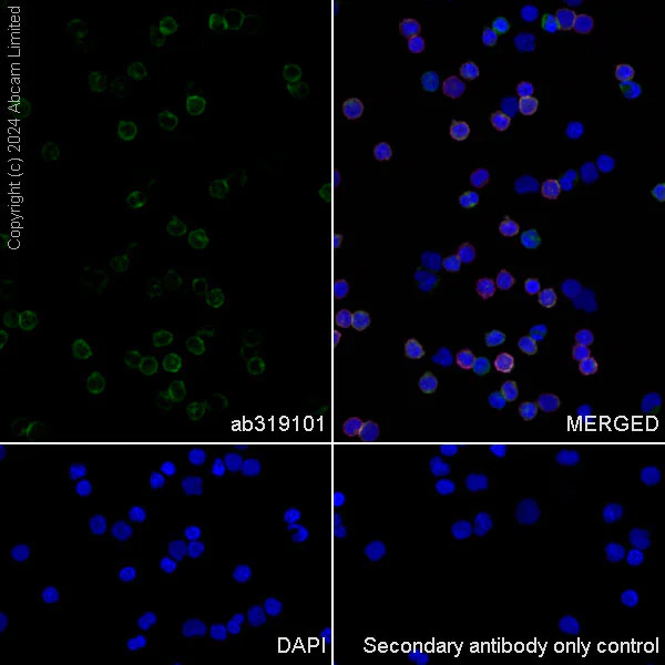 Immunocytochemistry/ Immunofluorescence - Anti-BTN3A1 + BTN3A2 + BTN3A3 antibody [EPR28070-58] (AB319101)