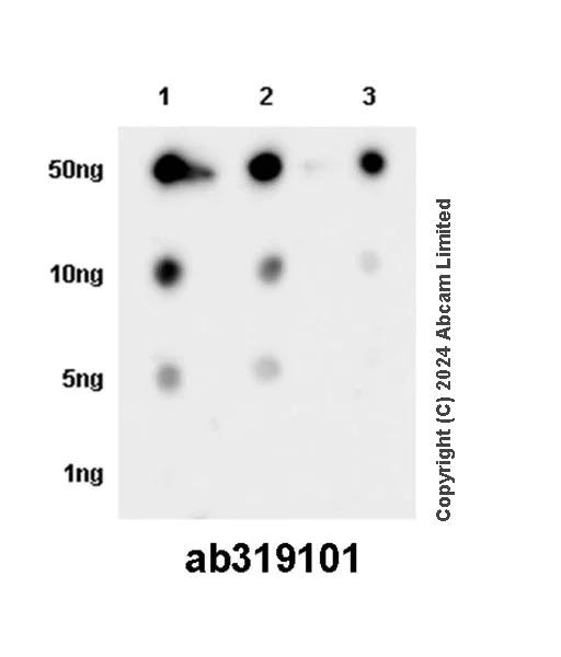 Dot Blot - Anti-BTN3A1 + BTN3A2 + BTN3A3 antibody [EPR28070-58] - BSA and Azide free (AB319102)
