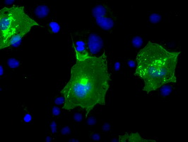 Immunocytochemistry/ Immunofluorescence - Anti-BTN3A2 antibody [OTI1A6] (AB118051), expandable thumbnail