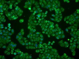 Immunocytochemistry/ Immunofluorescence - Anti-BTN3A2 antibody [OTI1A6] (ab118051), expandable thumbnail