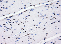 Immunohistochemistry (Formalin/PFA-fixed paraffin-embedded sections) - Anti-BTN3A2 antibody [OTI1A6] (AB118051), expandable thumbnail