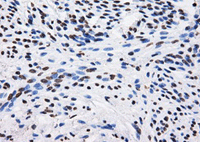 Immunohistochemistry (Formalin/PFA-fixed paraffin-embedded sections) - Anti-BTN3A2 antibody [OTI1A6] (ab118051), expandable thumbnail