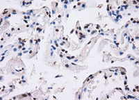 Immunohistochemistry (Formalin/PFA-fixed paraffin-embedded sections) - Anti-BTN3A2 antibody [OTI1A6] (ab118051), expandable thumbnail