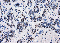 Immunohistochemistry (Formalin/PFA-fixed paraffin-embedded sections) - Anti-BTN3A2 antibody [OTI1A6] (AB118051), expandable thumbnail
