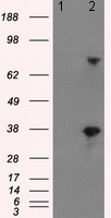 Western blot - Anti-BTN3A2 antibody [OTI1A6] (AB118051), expandable thumbnail