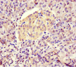 Immunohistochemistry (Formalin/PFA-fixed paraffin-embedded sections) - Anti-BTNL2 antibody (AB223053), expandable thumbnail