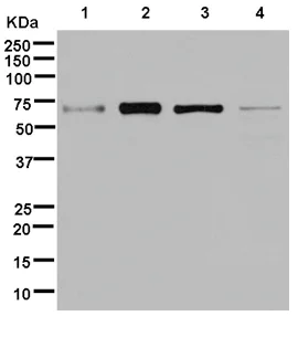 Western blot - Anti-BTNL2 antibody [EPR12252] (AB181198)