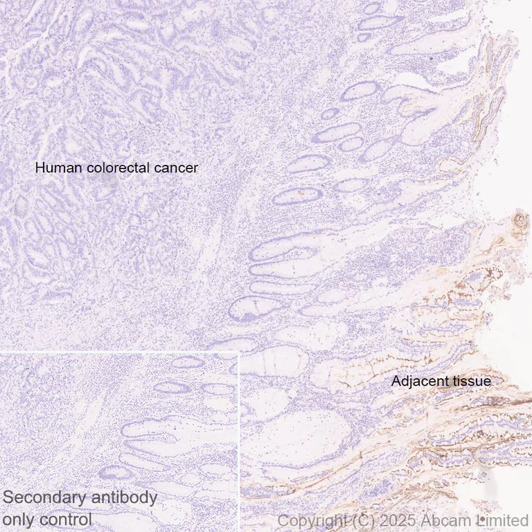 Immunohistochemistry (Formalin/PFA-fixed paraffin-embedded sections) - Anti-BTNL3 antibody [EPR30749-583] (AB324982)