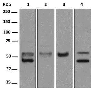 Western blot - Anti-BTNL3 antibody [EPR8411(2)(B)] - BSA and Azide free (AB249978)
