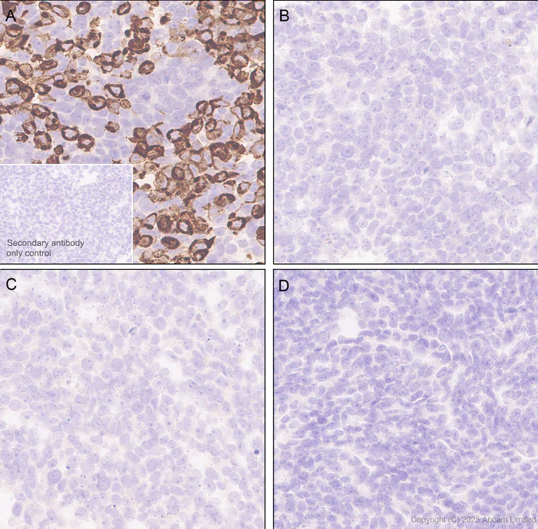 Immunohistochemistry (Formalin/PFA-fixed paraffin-embedded sections) - Anti-BTNL8 antibody [EPR30750-591] (AB324522)