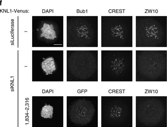 Immunocytochemistry/ Immunofluorescence - Anti-Bub1 antibody [2F9] (AB54893)
