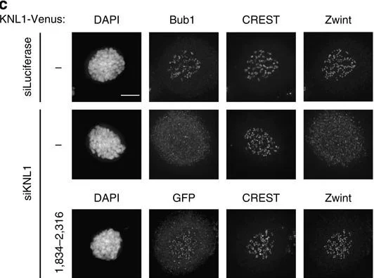 Immunocytochemistry/ Immunofluorescence - Anti-Bub1 antibody [2F9] (AB54893)