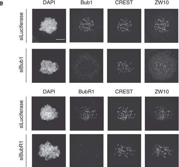 Immunocytochemistry/ Immunofluorescence - Anti-Bub1 antibody [2F9] (AB54893)