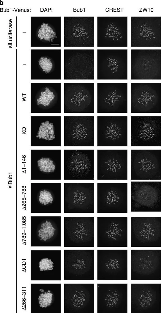 Immunocytochemistry/ Immunofluorescence - Anti-Bub1 antibody [2F9] (AB54893)