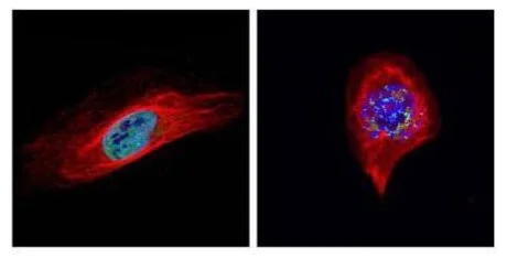 Immunocytochemistry/ Immunofluorescence - Anti-Bub1 antibody (AB227228)