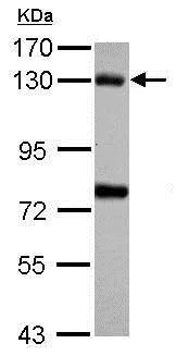 Western blot - Anti-Bub1 antibody (AB227228)