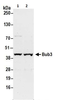 Western blot - Anti-Bub3 antibody (AB264121), expandable thumbnail