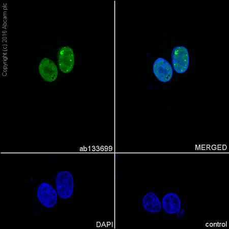 Immunocytochemistry/ Immunofluorescence - Anti-Bub3 antibody [EPR5319(2)] (AB133699)