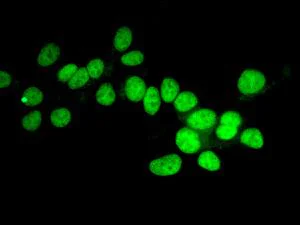 Immunocytochemistry/ Immunofluorescence - Anti-Bub3 antibody [EPR5319(2)] (AB133699)