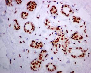 Anti-Bub3 antibody [EPR5319(2)]