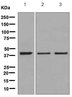 Western blot - Anti-Bub3 antibody [EPR5319(2)] (AB133699)