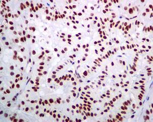 Immunohistochemistry (Formalin/PFA-fixed paraffin-embedded sections) - Anti-Bub3 antibody [EPR5319(2)] - BSA and Azide free (AB248622)