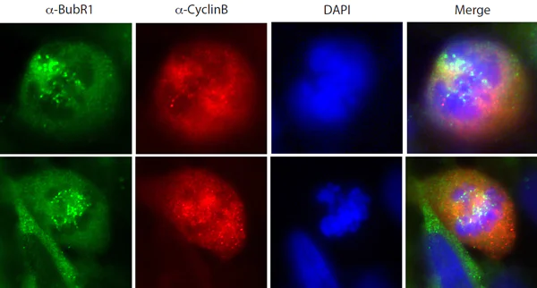 Immunocytochemistry/ Immunofluorescence - Anti-BubR1 antibody (AB172581)
